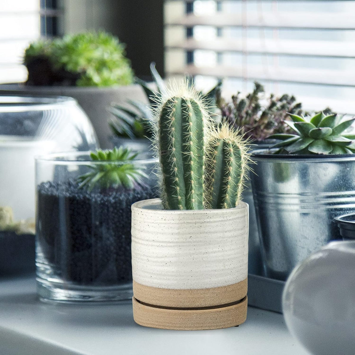 Plant Pot