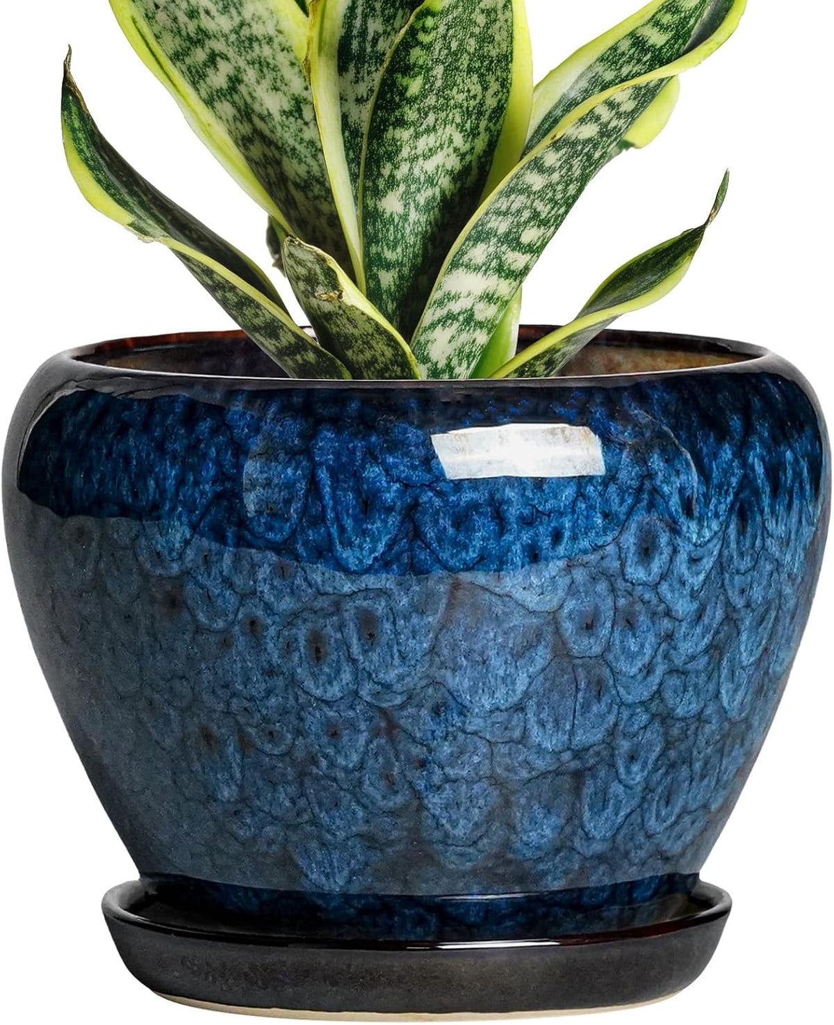 Plant Pot