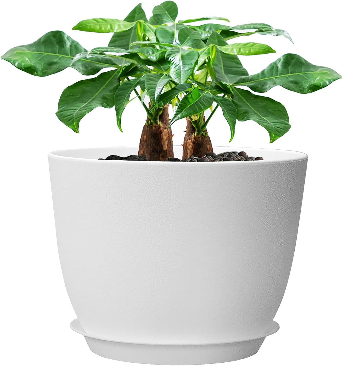 Plant Pot