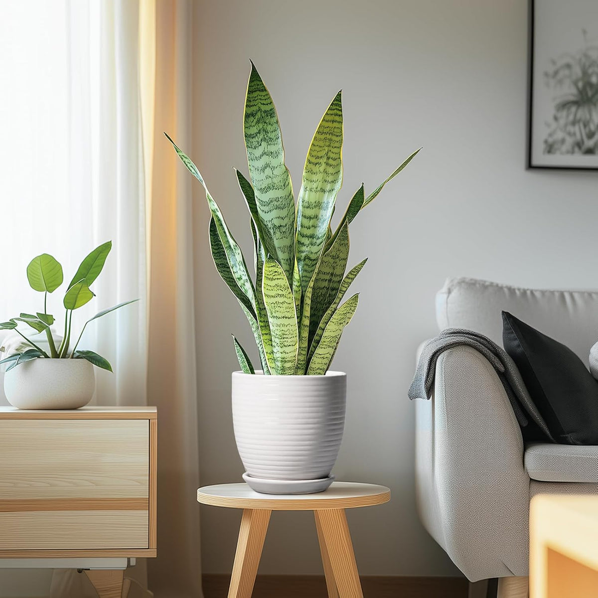 Plant Pot