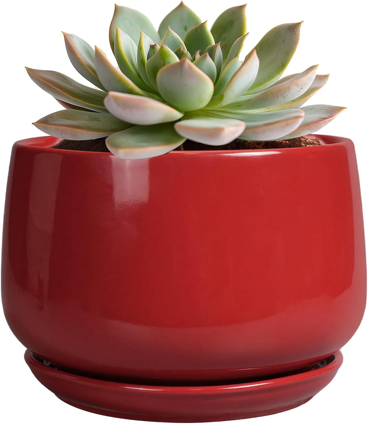 Plant Pot