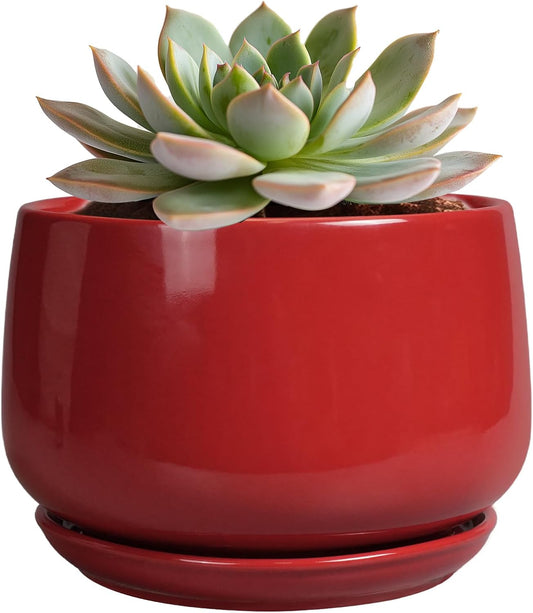 Plant Pot