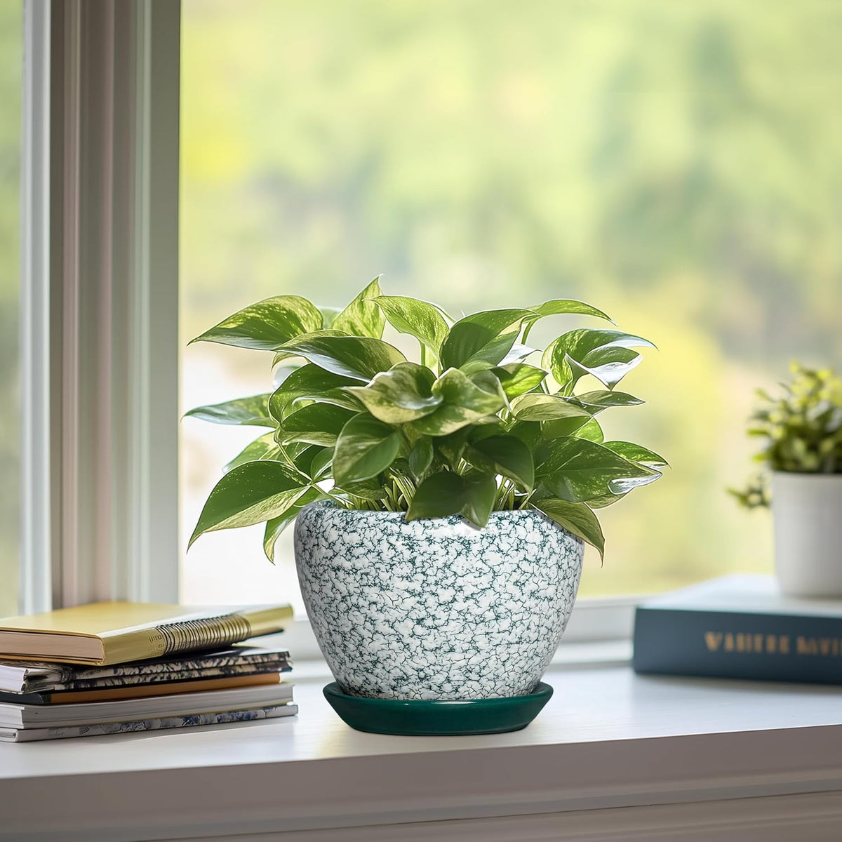 Plant Pot