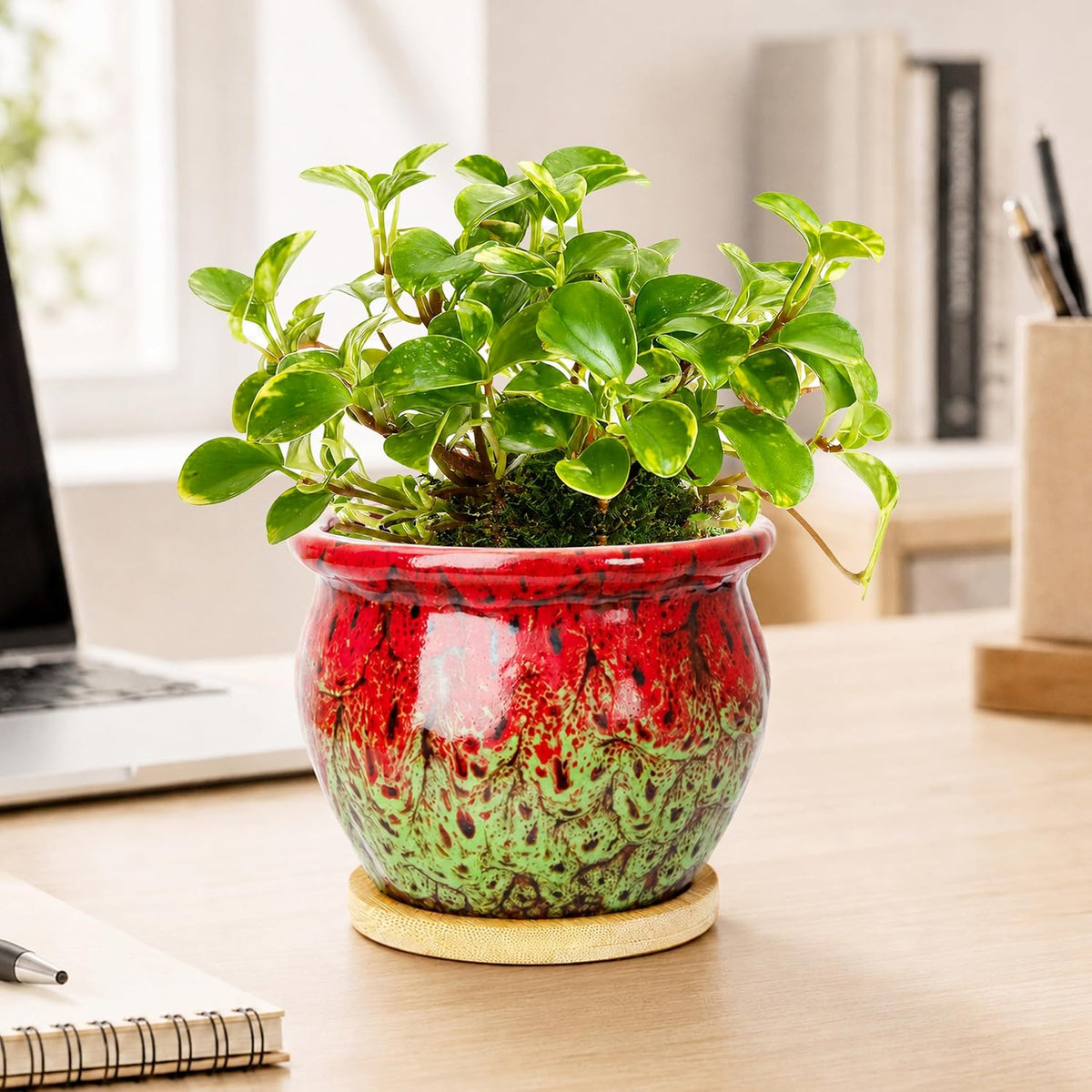 Plant Pot