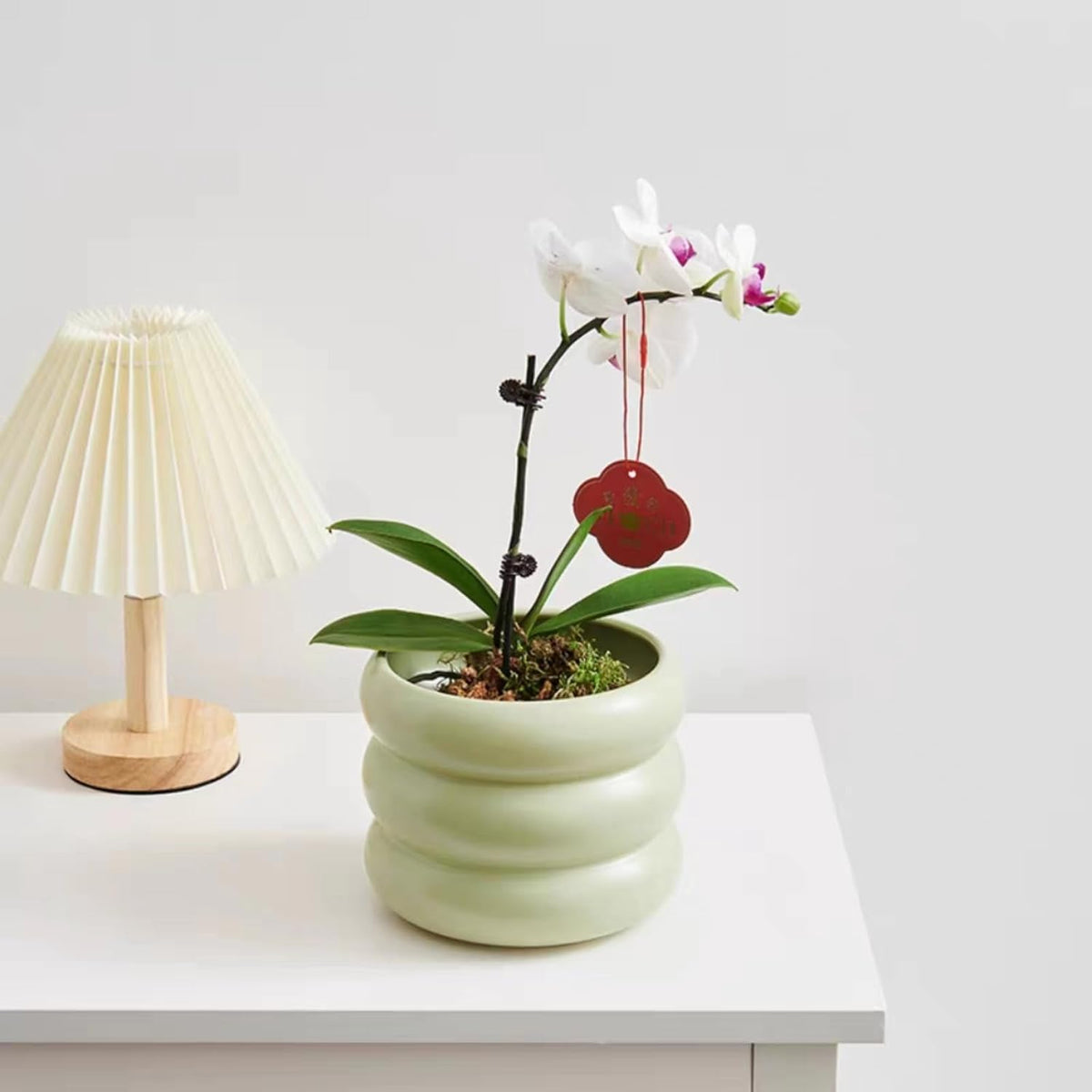 Plant Pot