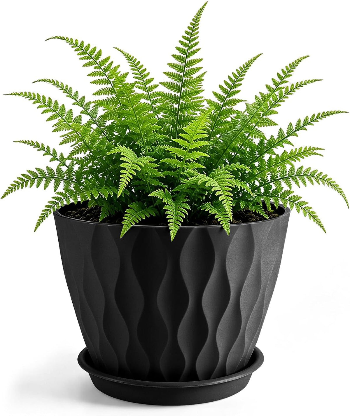 Plant Pot
