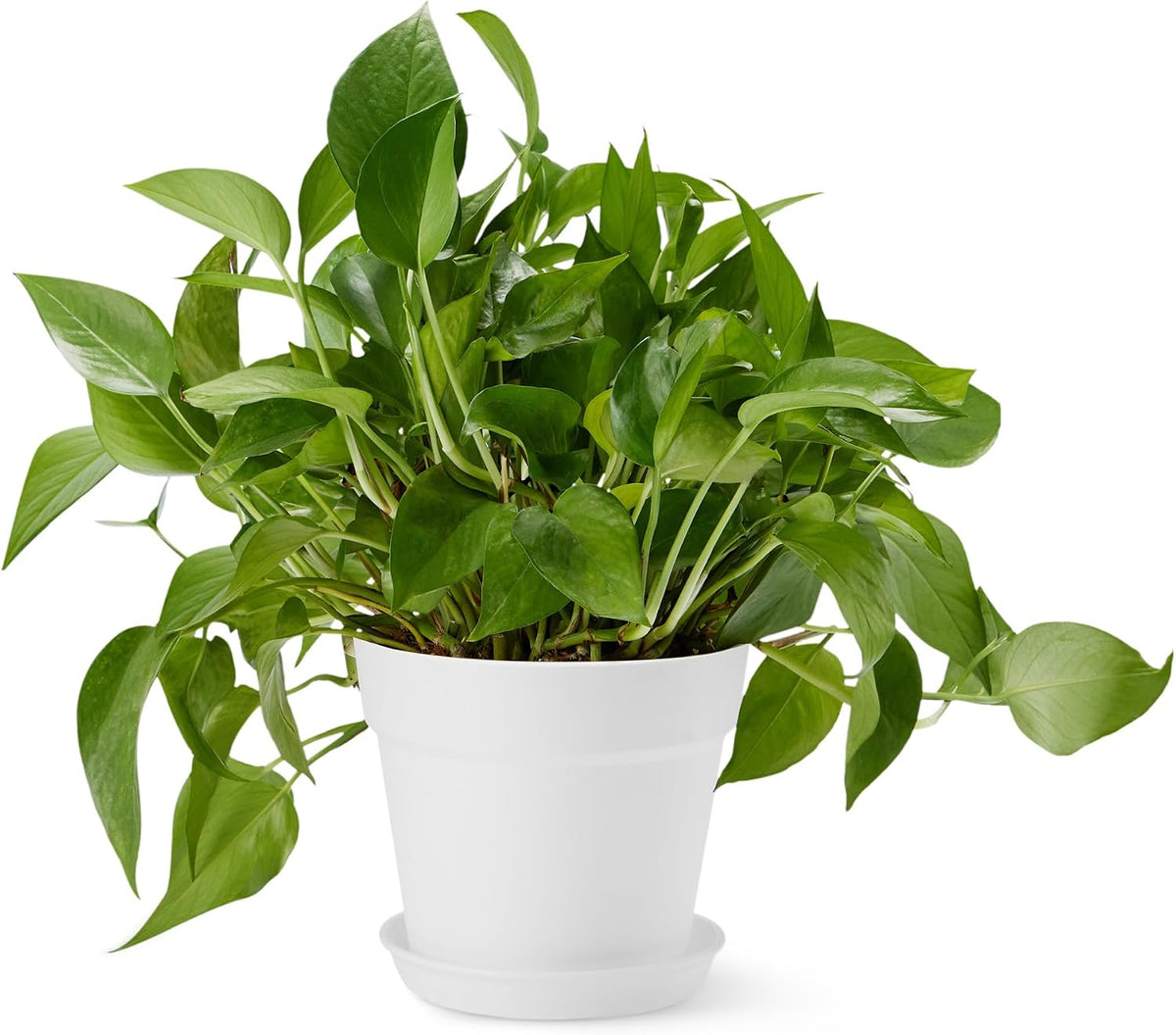 Plant Pot