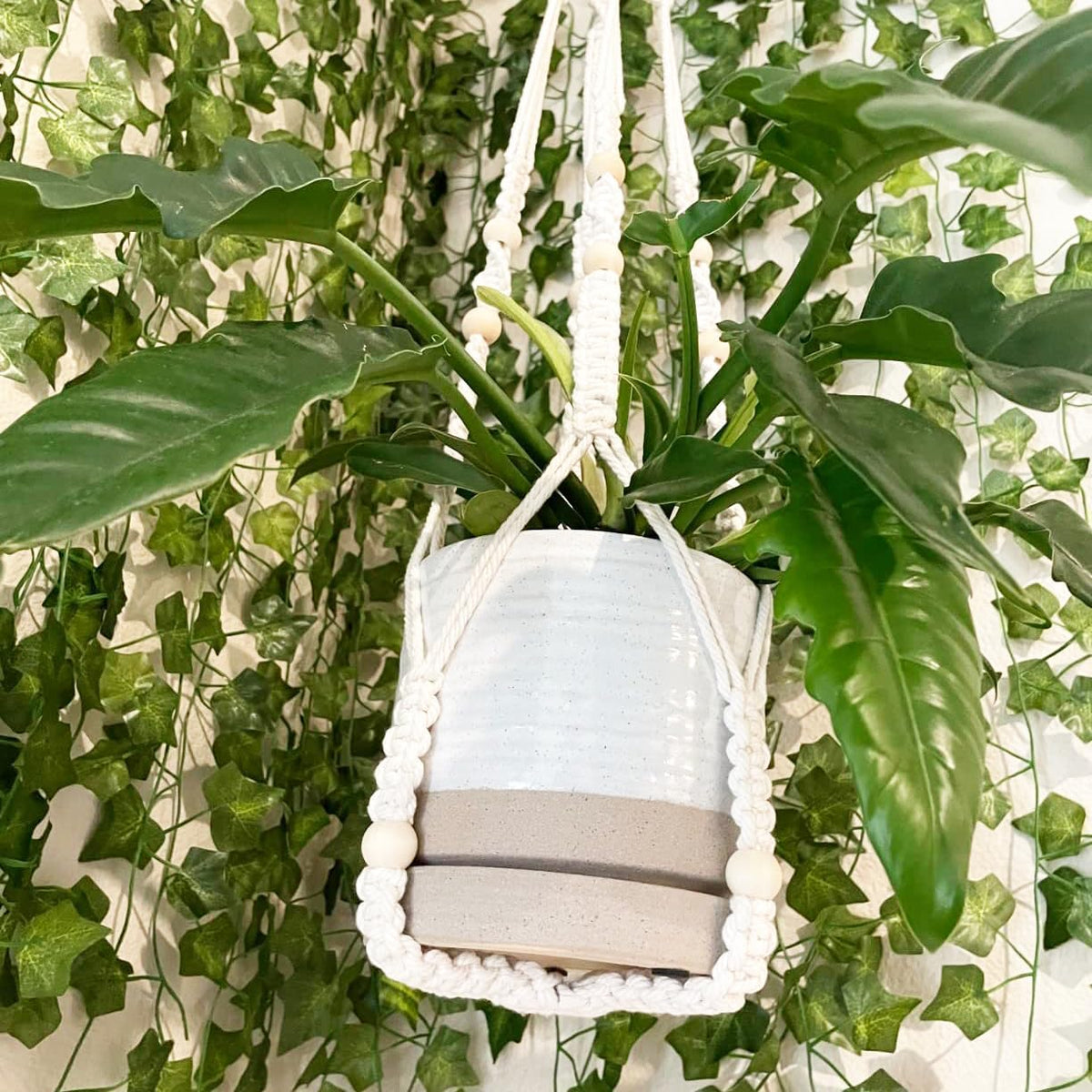 Plant Pot