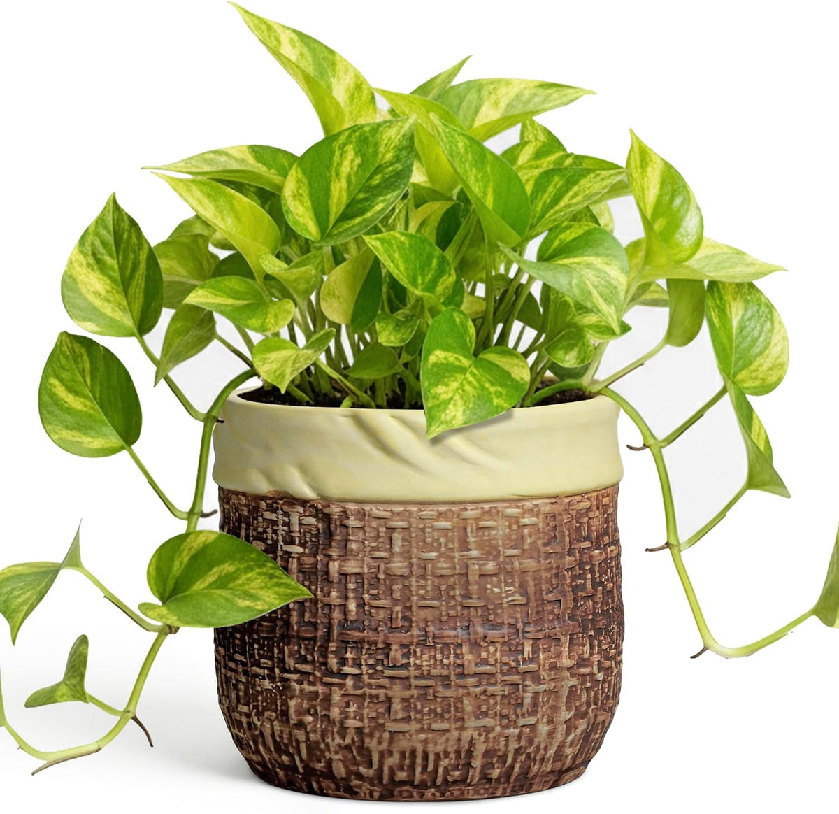 Plant Pot
