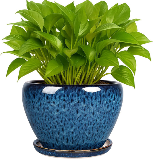 Plant Pot