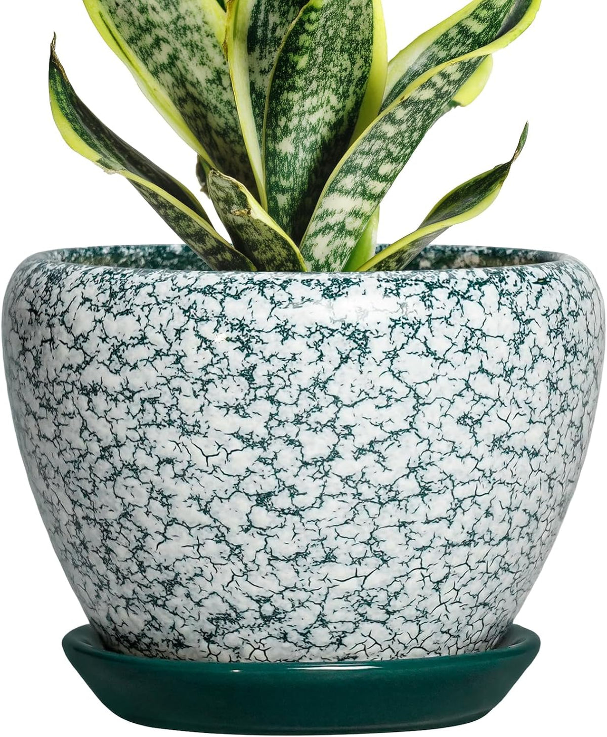 Plant Pot