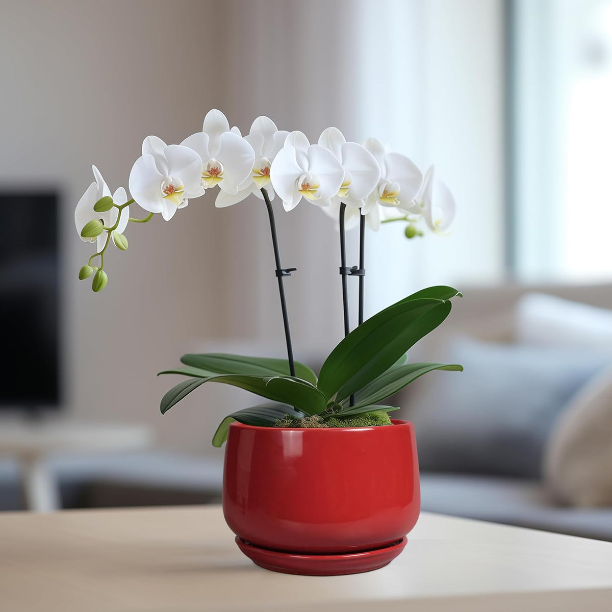 Plant Pot