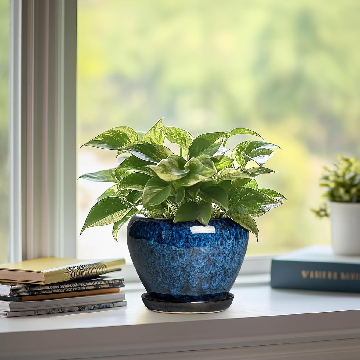 Plant Pot
