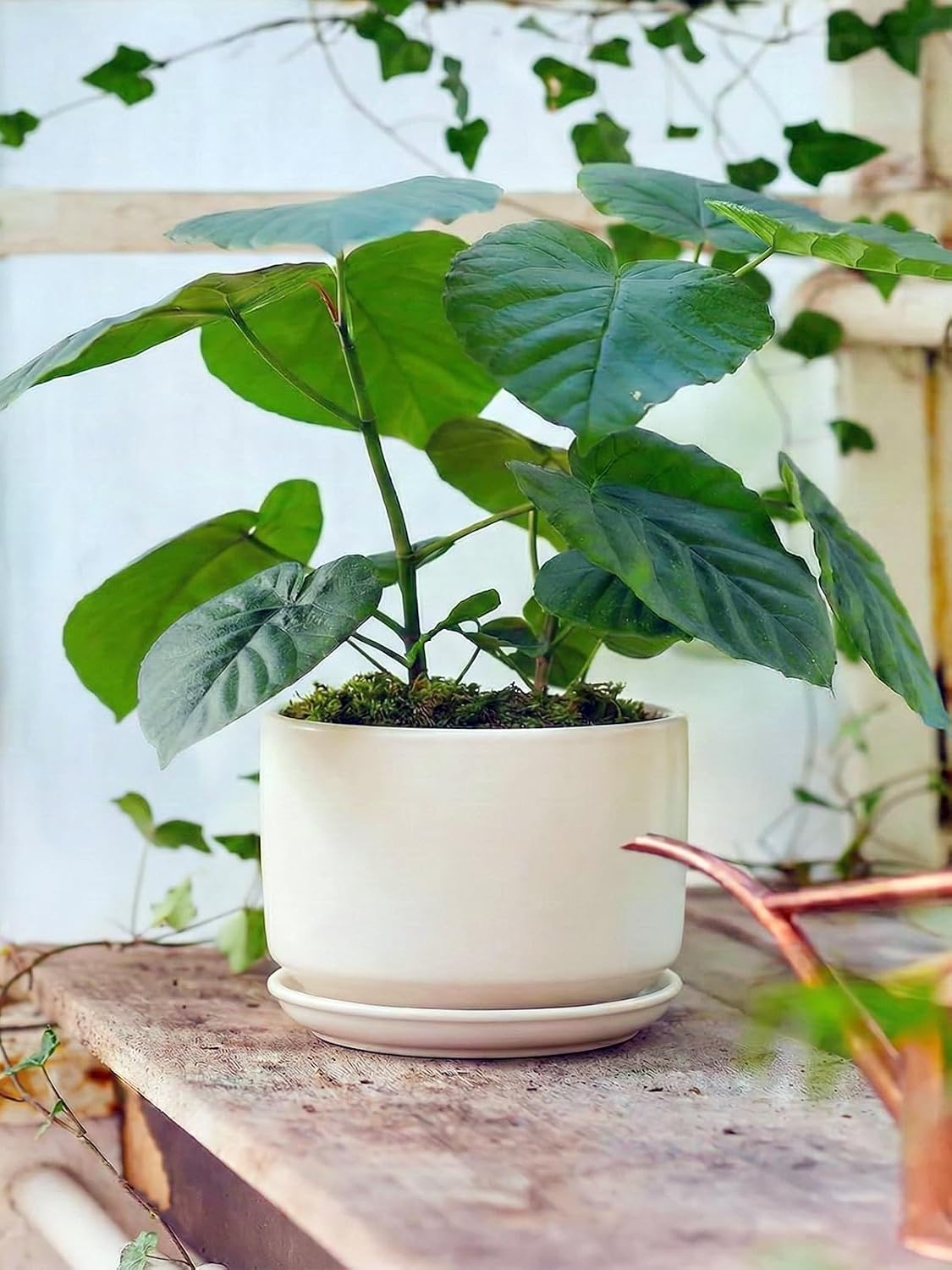 Plant Pot