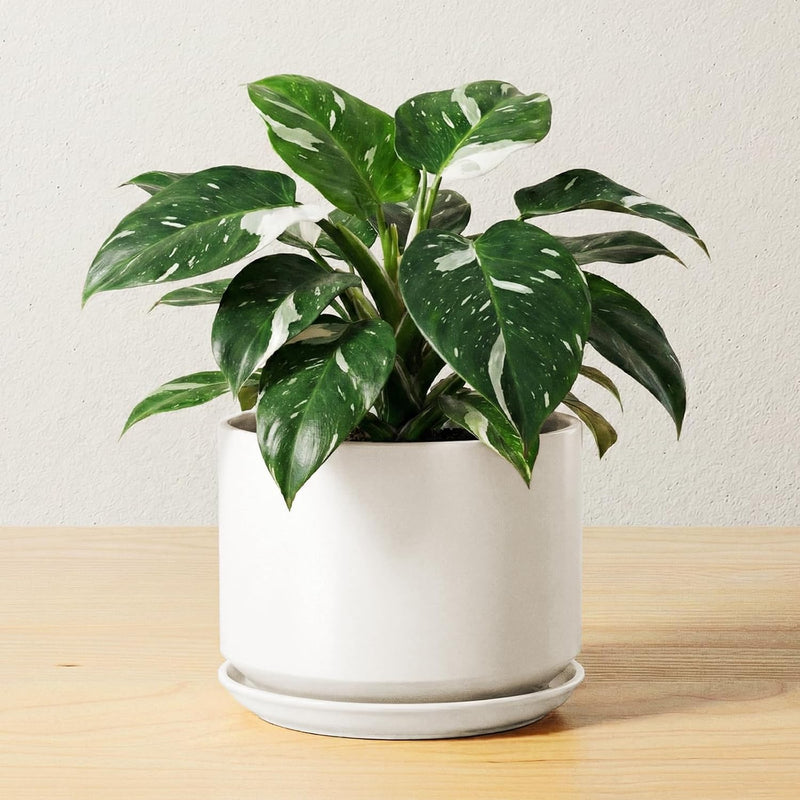 Plant Pot