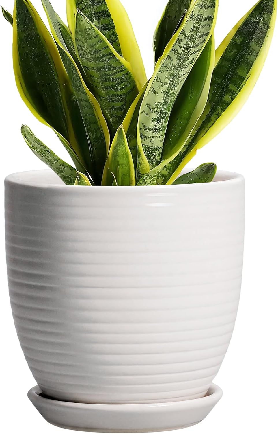 Plant Pot