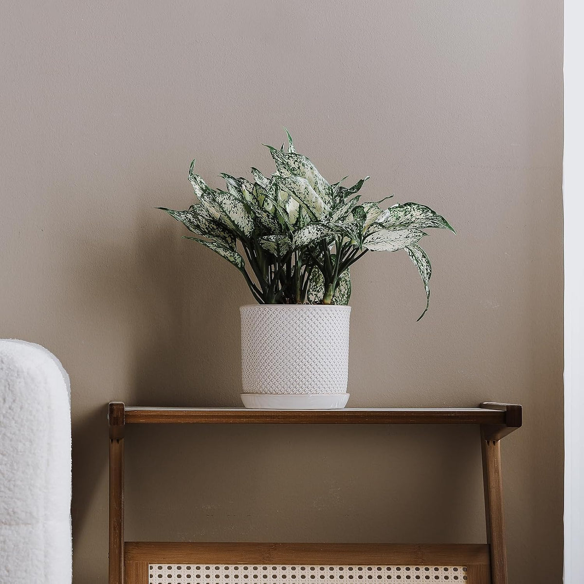 Plant Pot