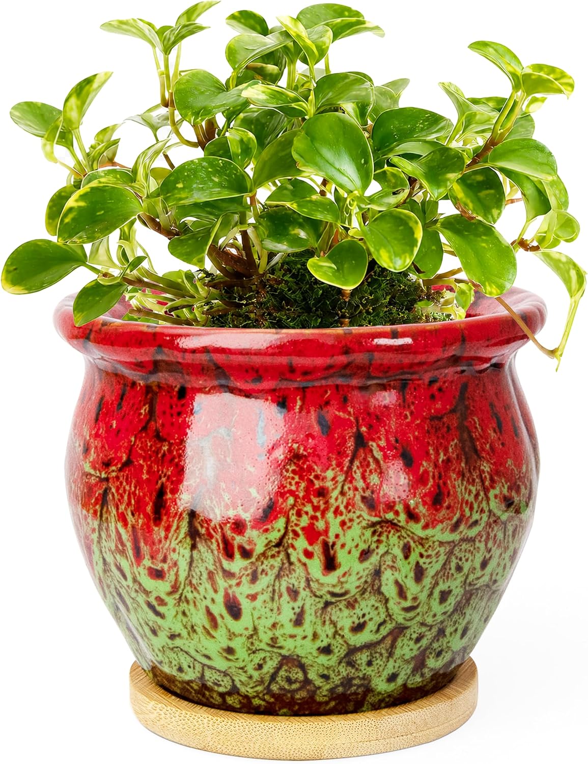 Plant Pot