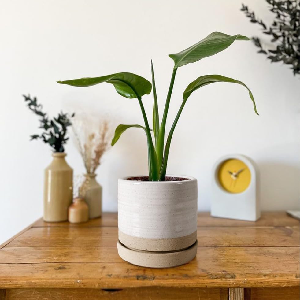Plant Pot