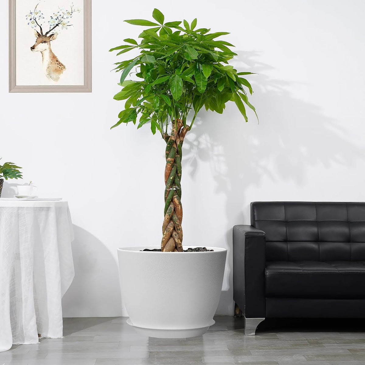 Plant Pot