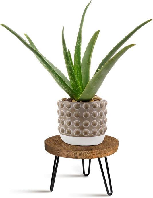 Plant Stand