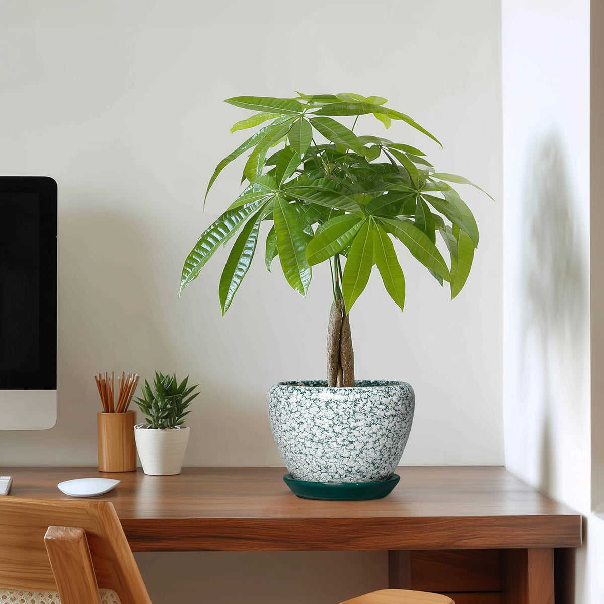 Plant Pot